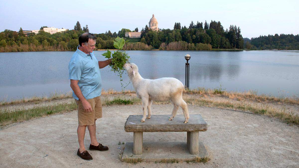John Hatcher of Olympia offers a snack to his lamb, Lambela Anderson, as they go for their nightly walk around Capitol Lake in Olympia on Friday.
