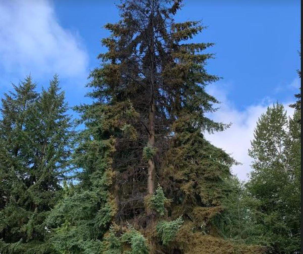 A 100-foot fir tree also was damaged by a residential structure fire in Tumwater Monday night.