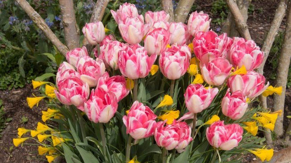 With bulb lasagne, the tulips emerge as the daffodils fade.