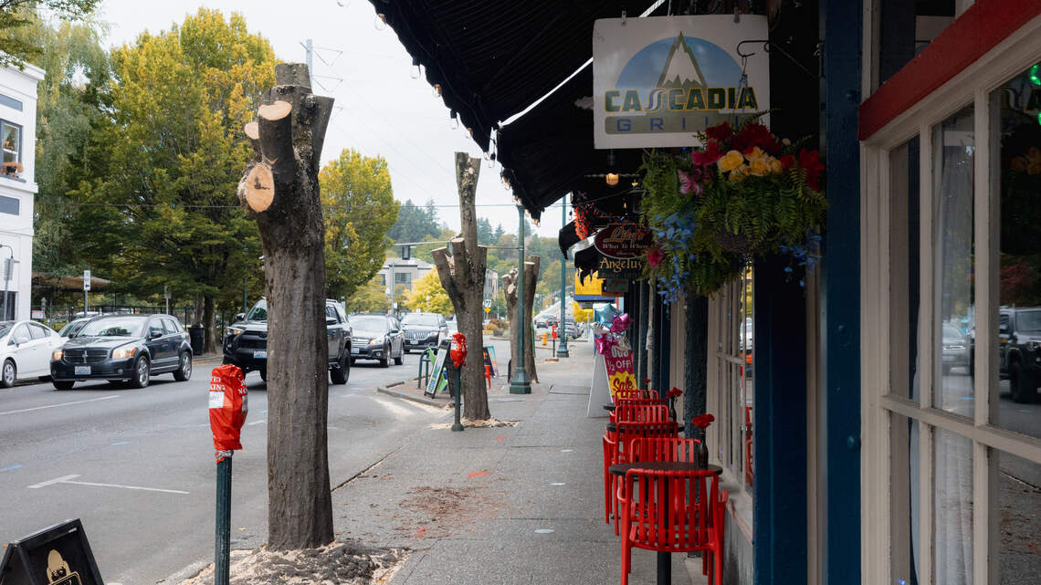 Why are crews cutting down 26 trees in downtown Olympia? City explains decision