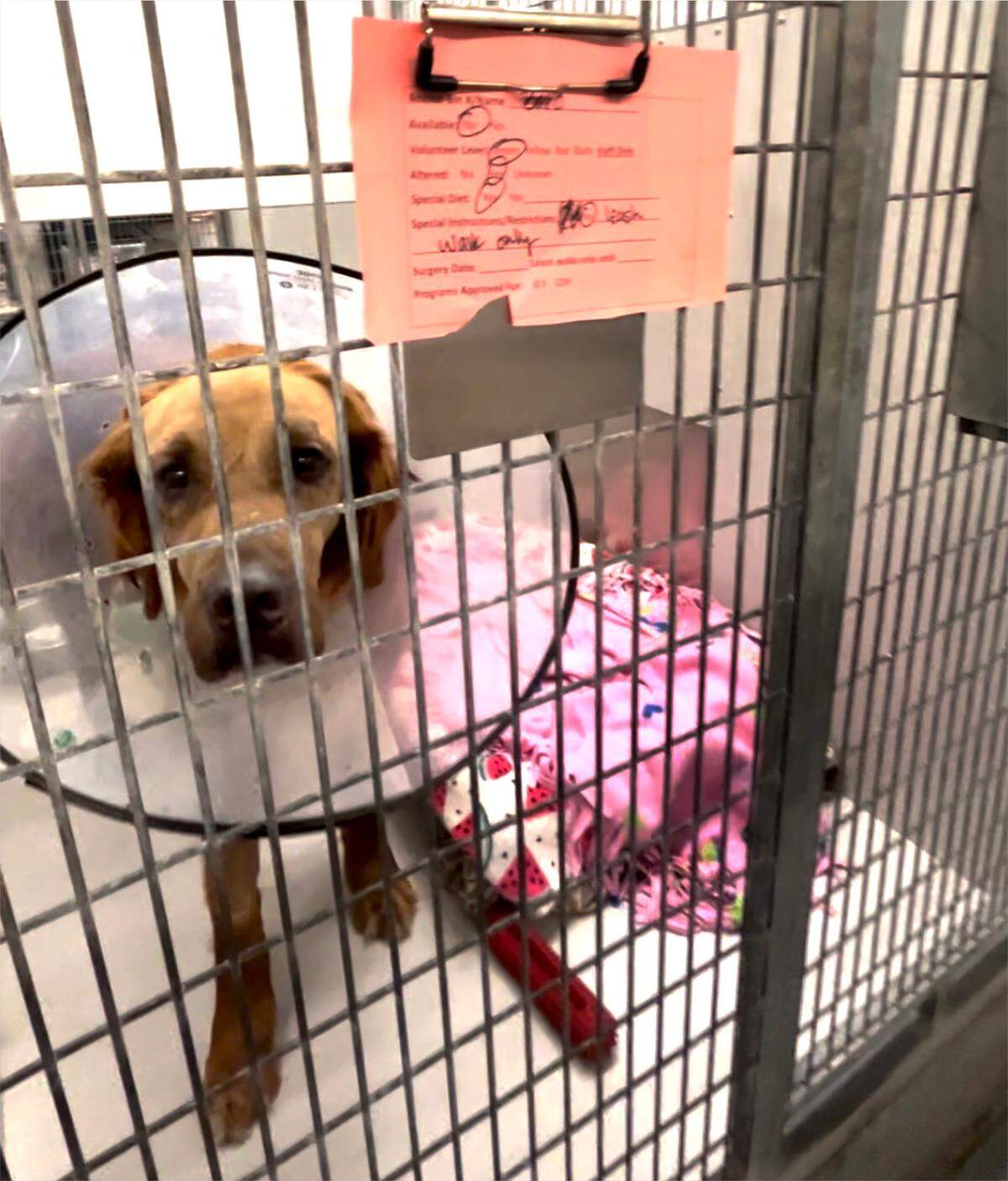 Joint Animal Services executive director Sarah Hock gives a June 25, 2025 tour of the regional animal services shelter located in Olympia.