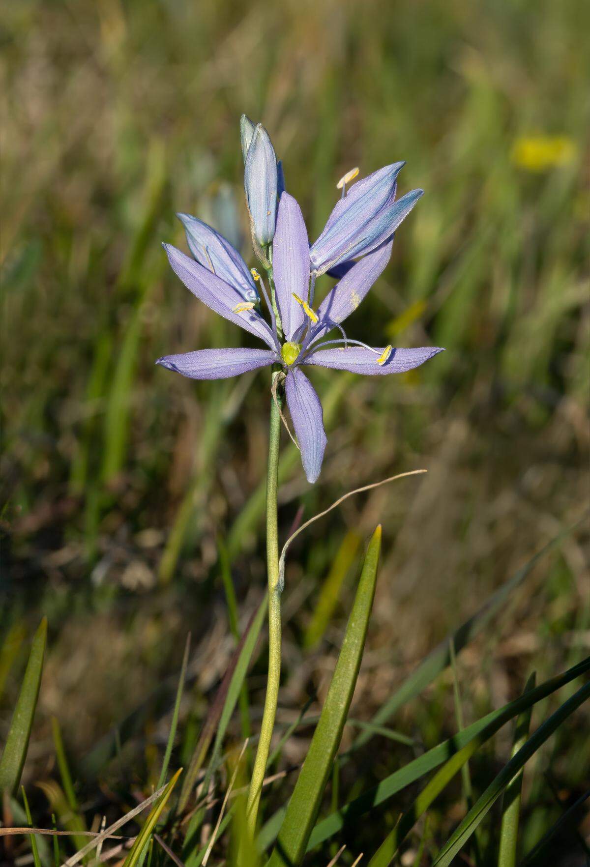 A flower with light purple flowers grows amid grass and dirt