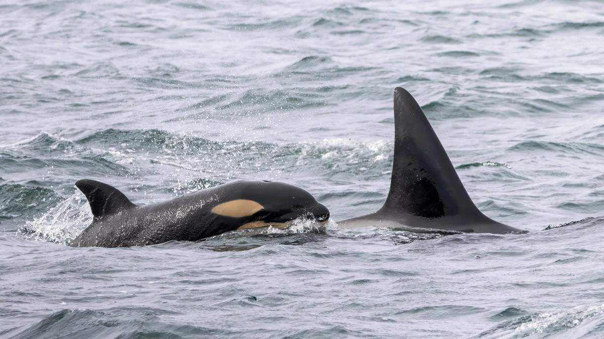 The orca calf named “Munro” was seen surfacing next to its mother, “Sedna,” on March 20, 2025. The calf was named after Ralph Munro, who helped save a pod of Bigg’s Killer Whales from capture in 1976.