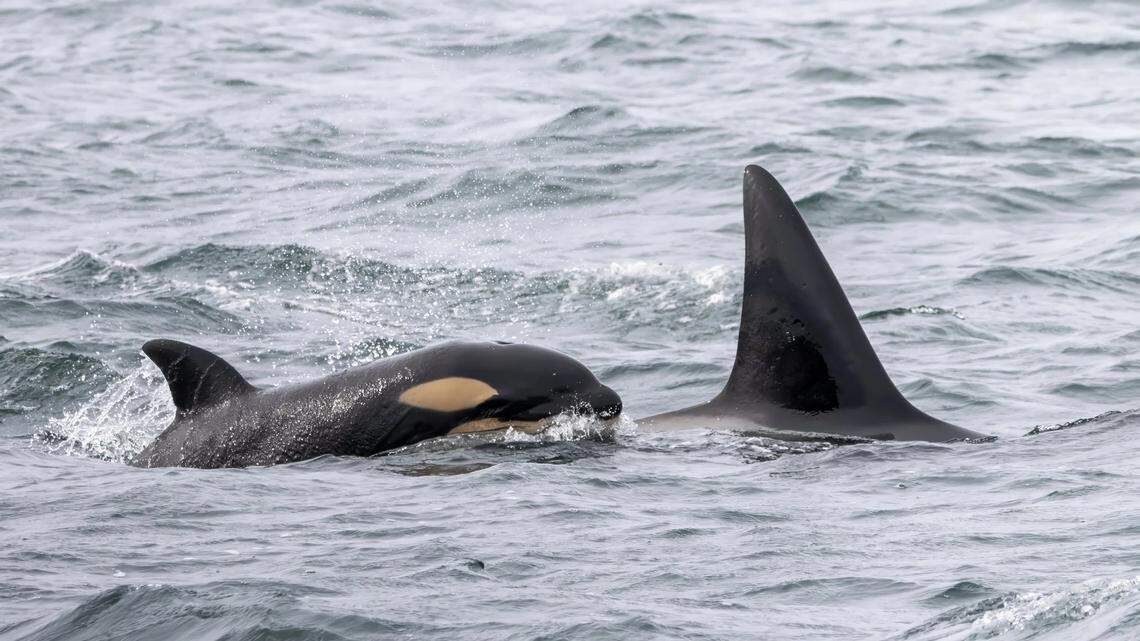 Baby orca named for Olympia man who saved its relative from capture 50 years ago