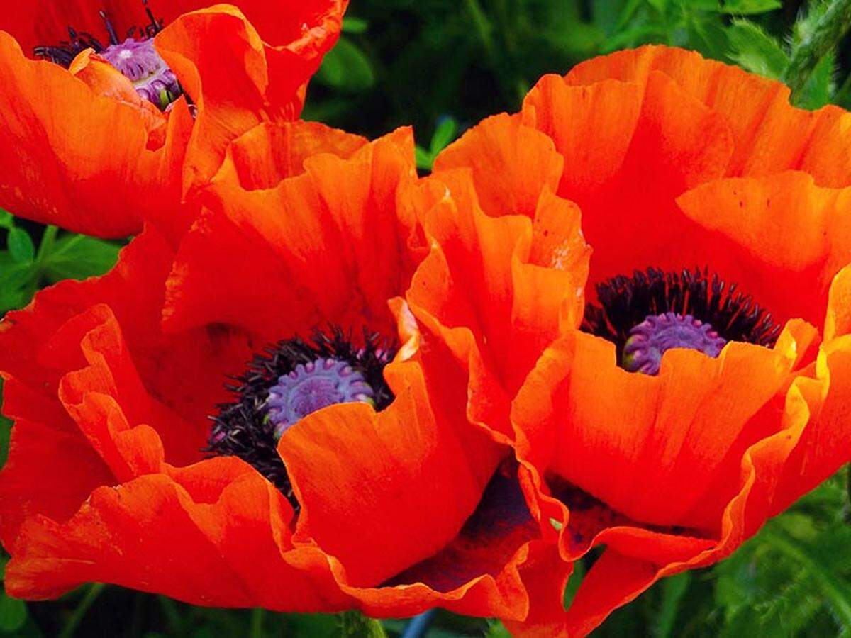 Oriental poppies have deep root systems and so even if you try to remove a plant, if you miss just one piece of the root a new plant will emerge stronger than ever.