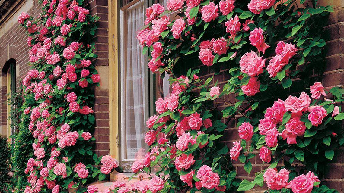 It’s finally time to plant warm-weather crops in Western Washington