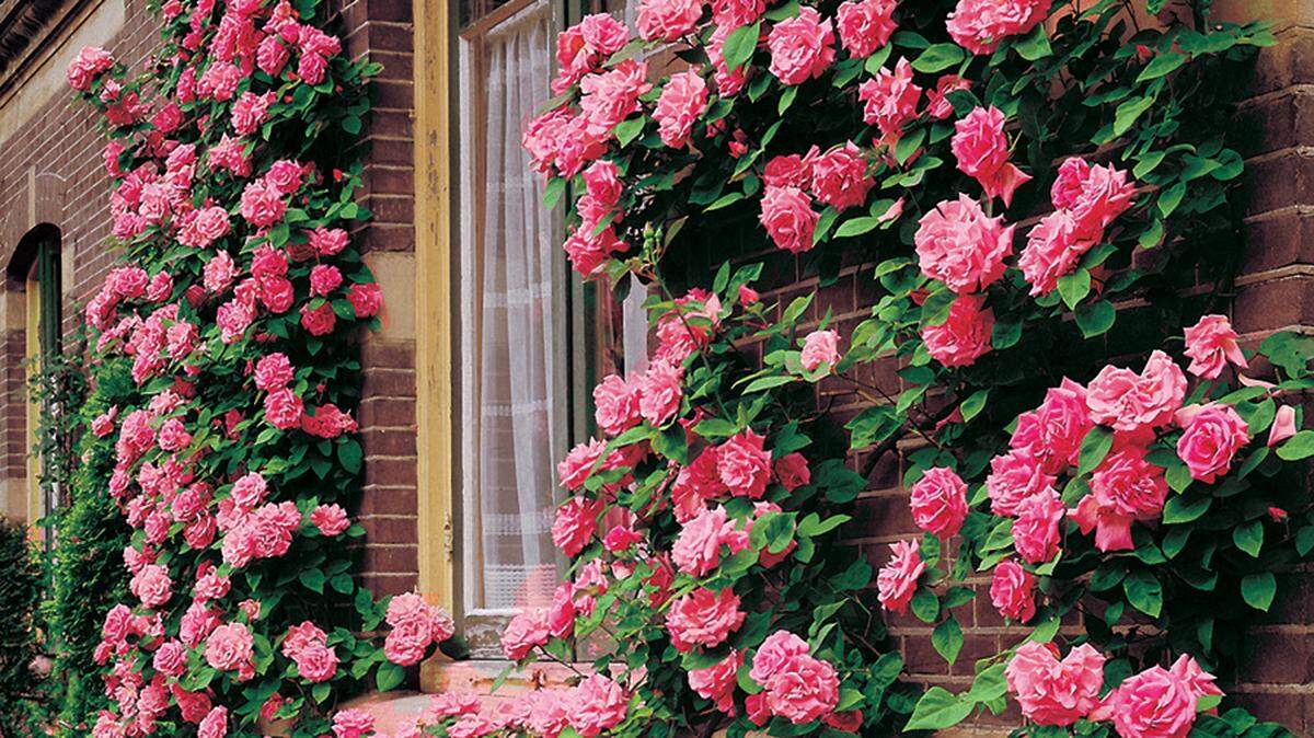 Zephrine droughin is a thornless climbing rose with a deep pink color, repeat blooms and a wonderful fragrance.