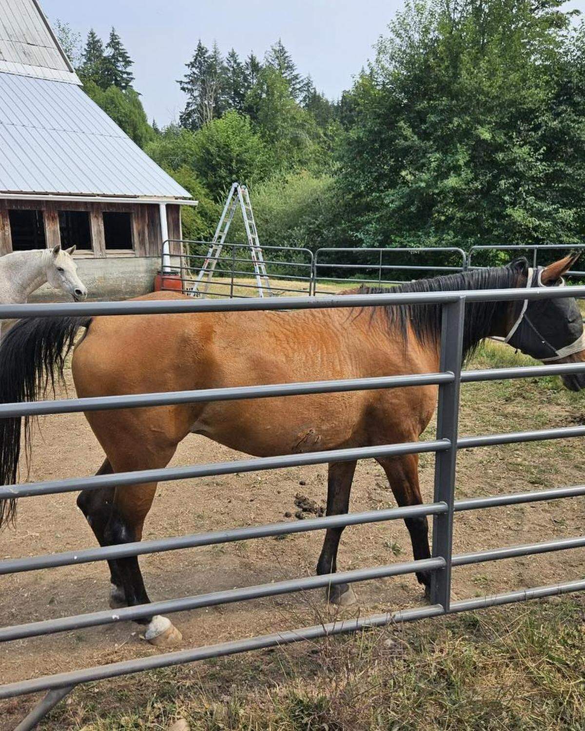 Lacey Fire District 3 was called to the 2000 block of Carpenter Road near Hicks Lake after 9 p.m. last Thursday to rescue a horse named Nanna from the mud.&nbsp;The battalion chief and some crew members went back Friday, Aug. 9, to see Nanna, and she was having a speedy recovery and acting like nothing ever happened.