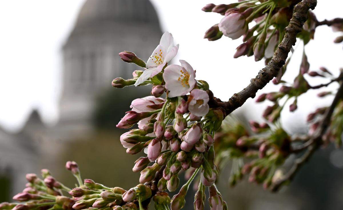 After a very wet and cold winter season finally begins to loosen its grasp of the south sound signs of spring begin to sprout up on March 26, 2025 at the state capitol in Olympia. As temperatures rise and the rains subside colorful daffodils and emerging cherry blossoms should begin to create a palette of spring colors by early April.