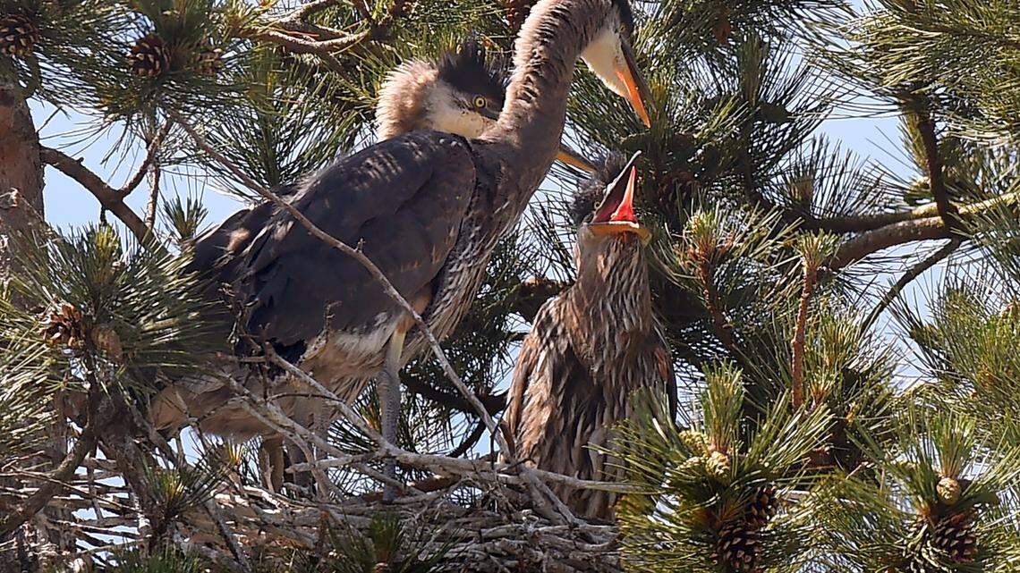 It’s hatching season for the great blue herons in downtown Olympia