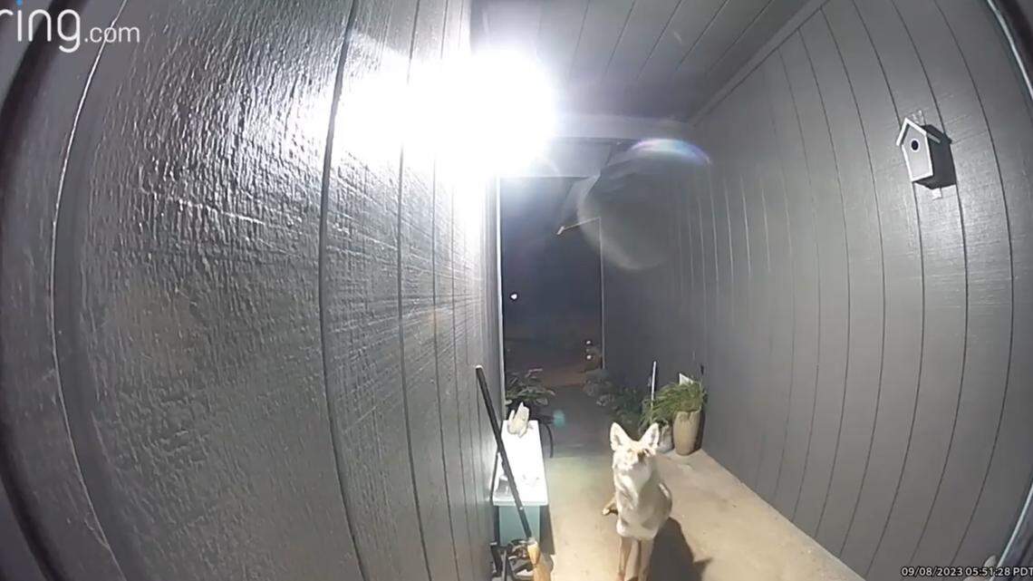 Coyotes and humans increasingly cross paths here. Experts offer advice about co-existing