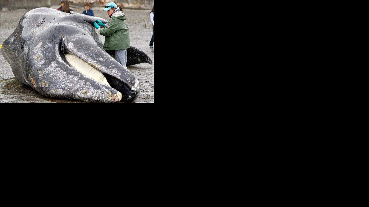 Dead whale had plastic, sweatpants in stomach