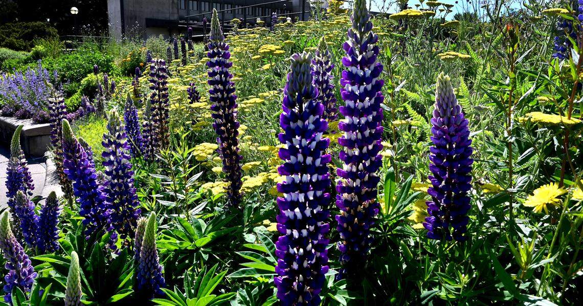 Purple lupine bloom in the East Campus gardens on the state Capitol Campus grounds in Olympia.