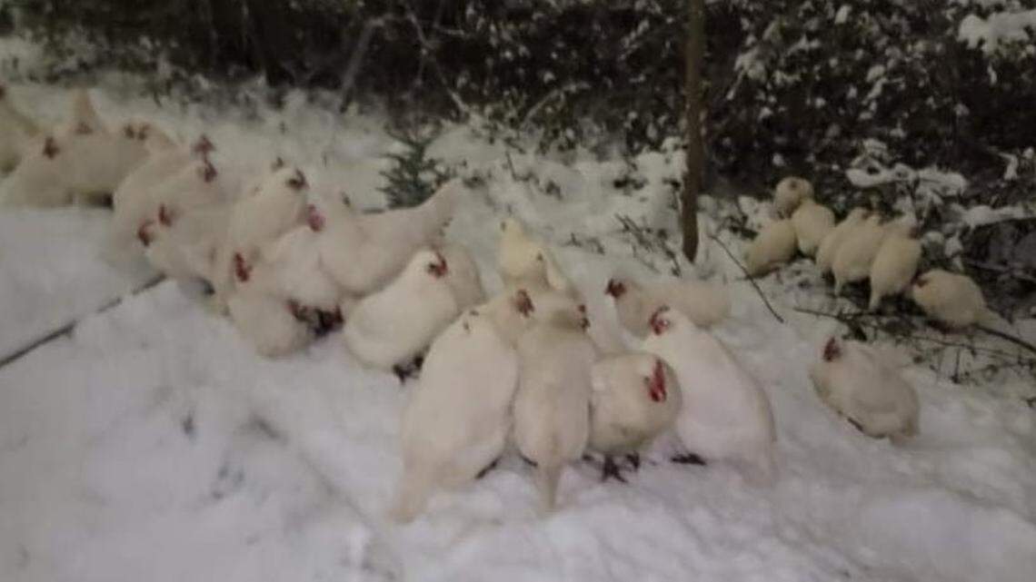 Rare chickens huddle together in the snow near Merritt Manor on Martin Way in Olympia where they were found apparently abandoned last week.