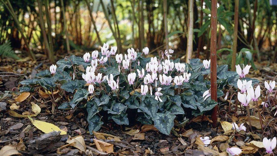 Keep your garden blooming into the fall with these 3 flowering plants