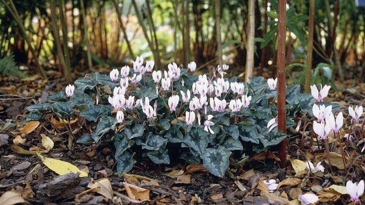 The fall-blooming cyclamen hederifolium starts its show in August and continues until October.