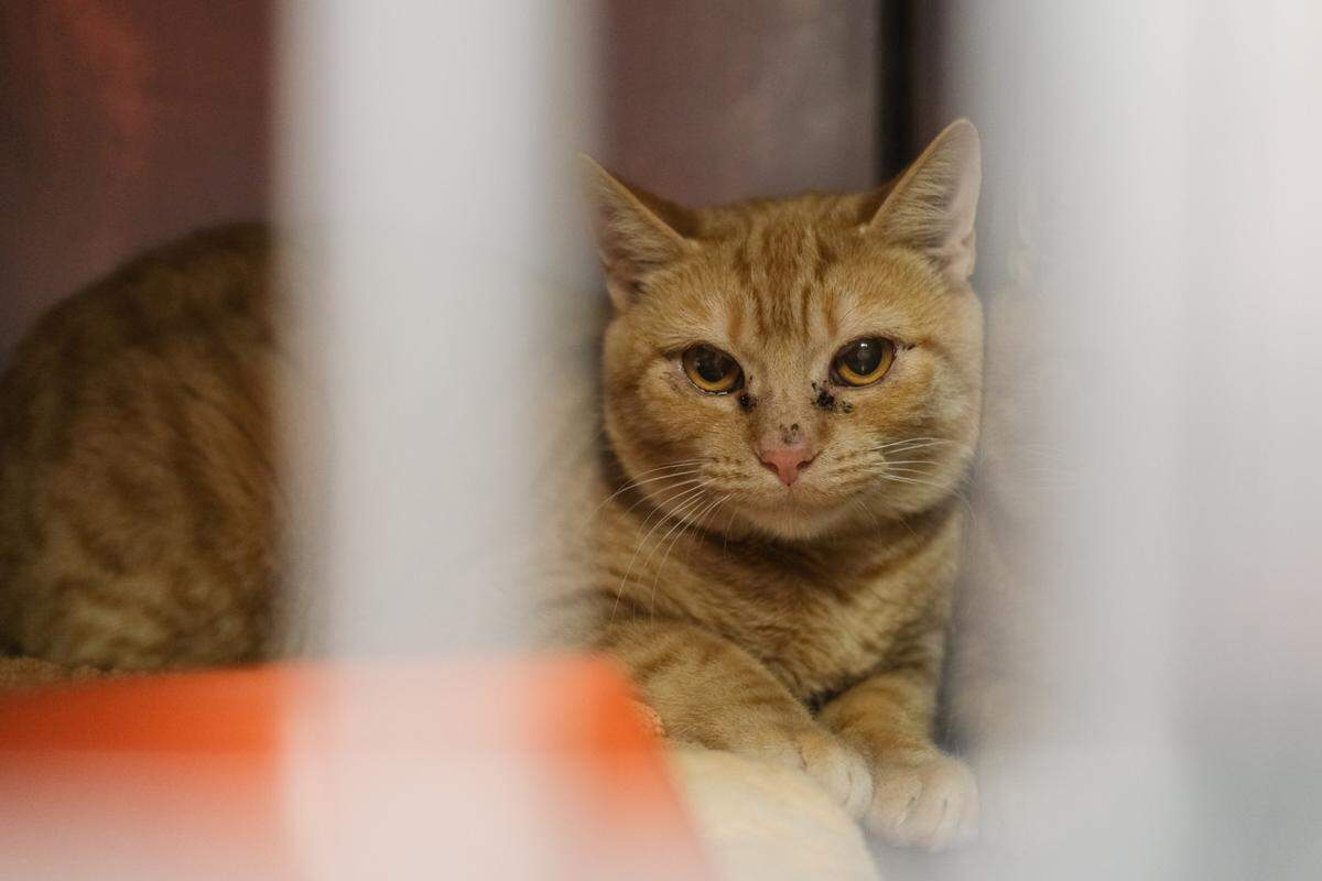 A feral cat lays in its cage at the Joint Animal Services shelter in Olympia on Friday, Oct. 14, 2022. This cat was trapped in unincorporated Thurston County and placed in the shelter’s “community cat program.”