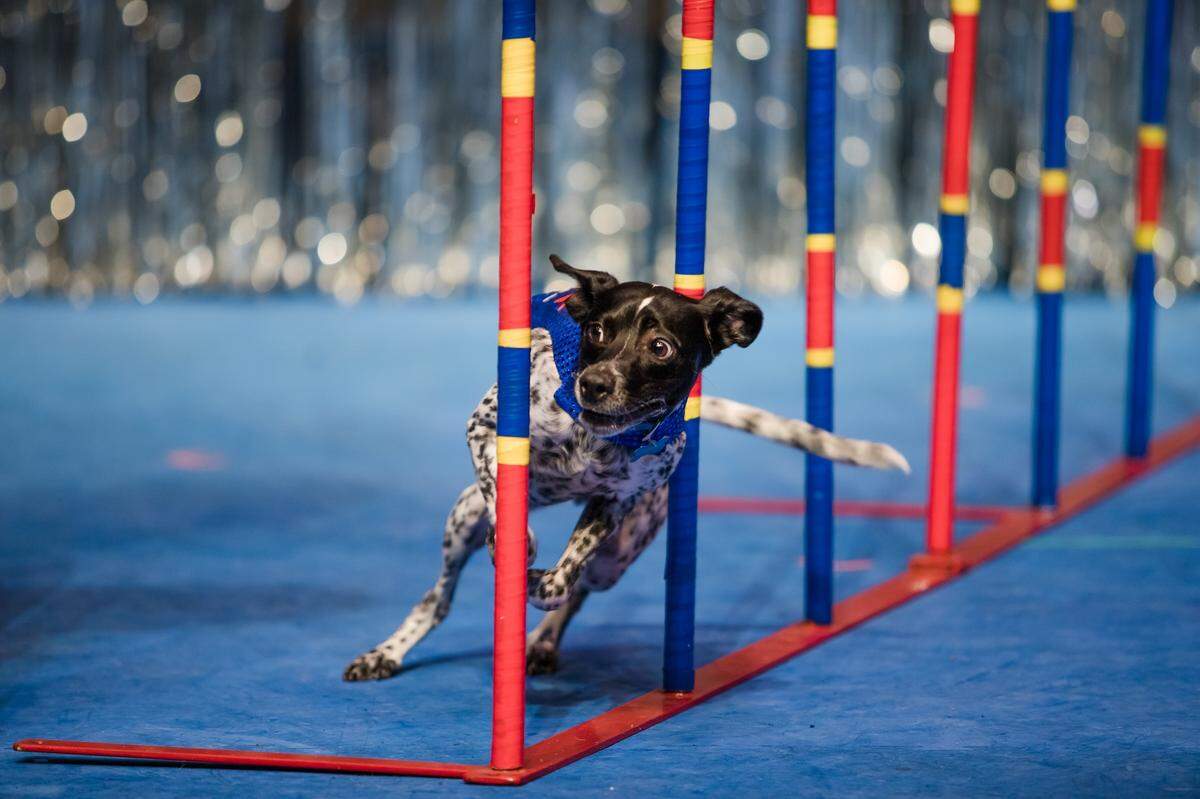 Talented dogs – all rescued — show their skills as part of Chris Perondi’s “Stunt Dog Experience,” performing two shows Saturday, Nov. 1, at The Washington Center for the Performing Arts.