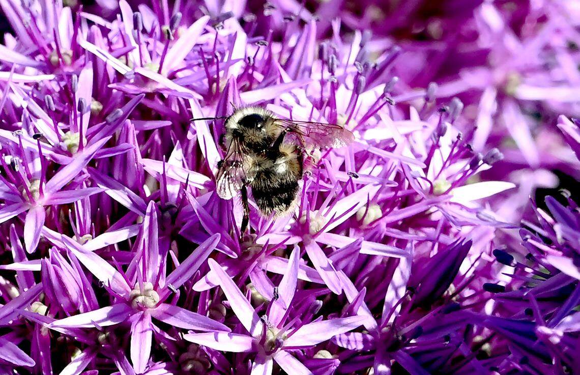 A bee tucks into some allium on the grounds of the Capitol Campus in Olympia, Wa. the morning of Tuesday, May 27, 2025.