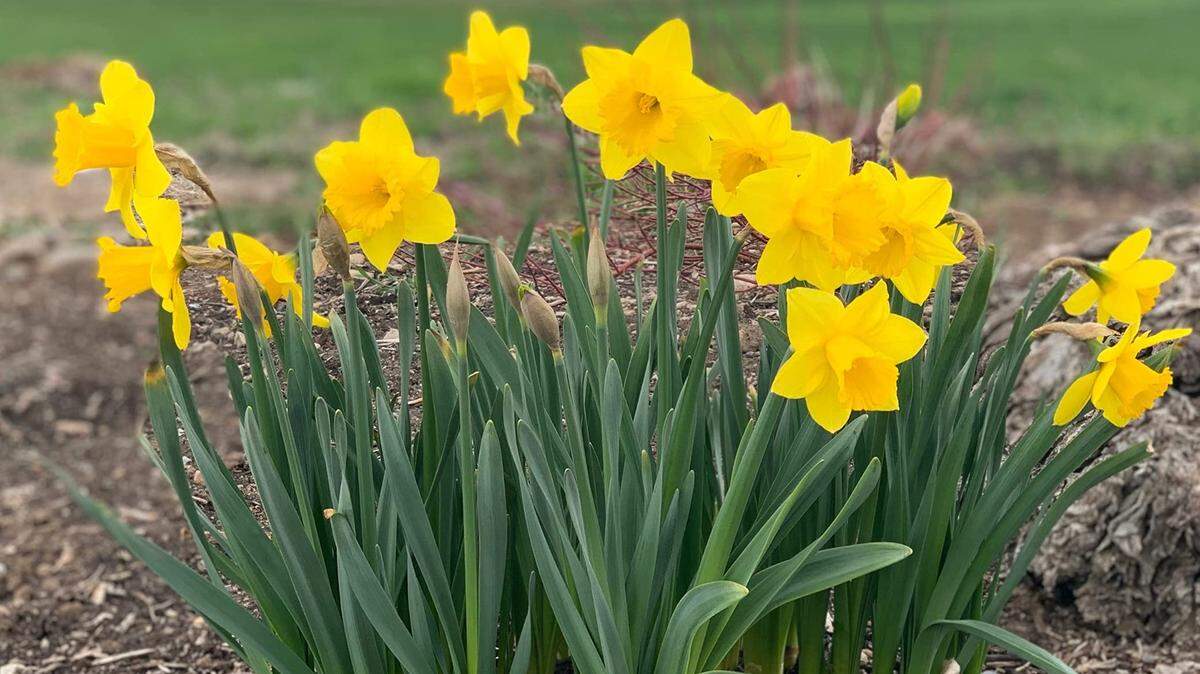Dutch Master Yellow Daffodils are traditional daffodils very much like the old King Alfred daffodil with yellow blooms that grow 16 to 18 inches tall.