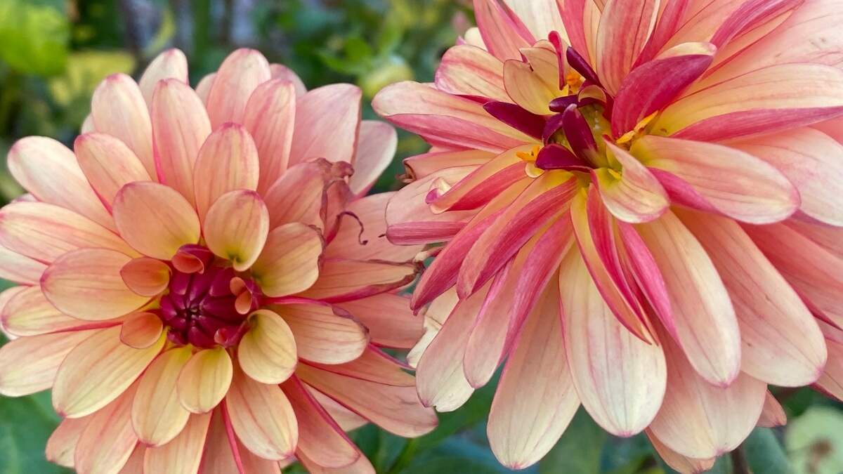 In Western Washington’s climate, dahlias are often dug up and stored in a frost-free location over the winter.