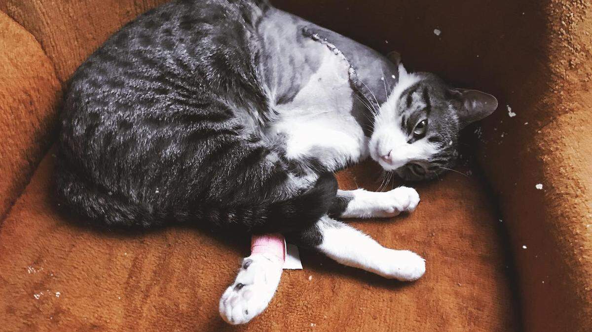 Dusty the cat underwent surgery to amputate his right front leg this week, after a vet found a bullet in his leg.