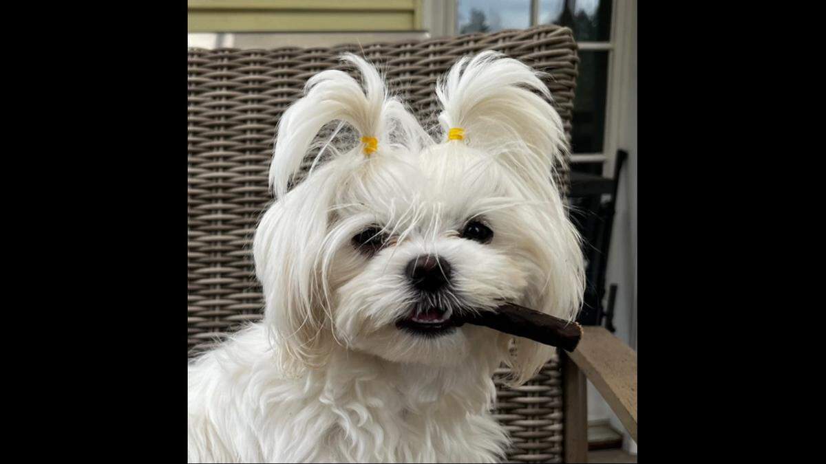 Margo is a 2-year-old Maltese.