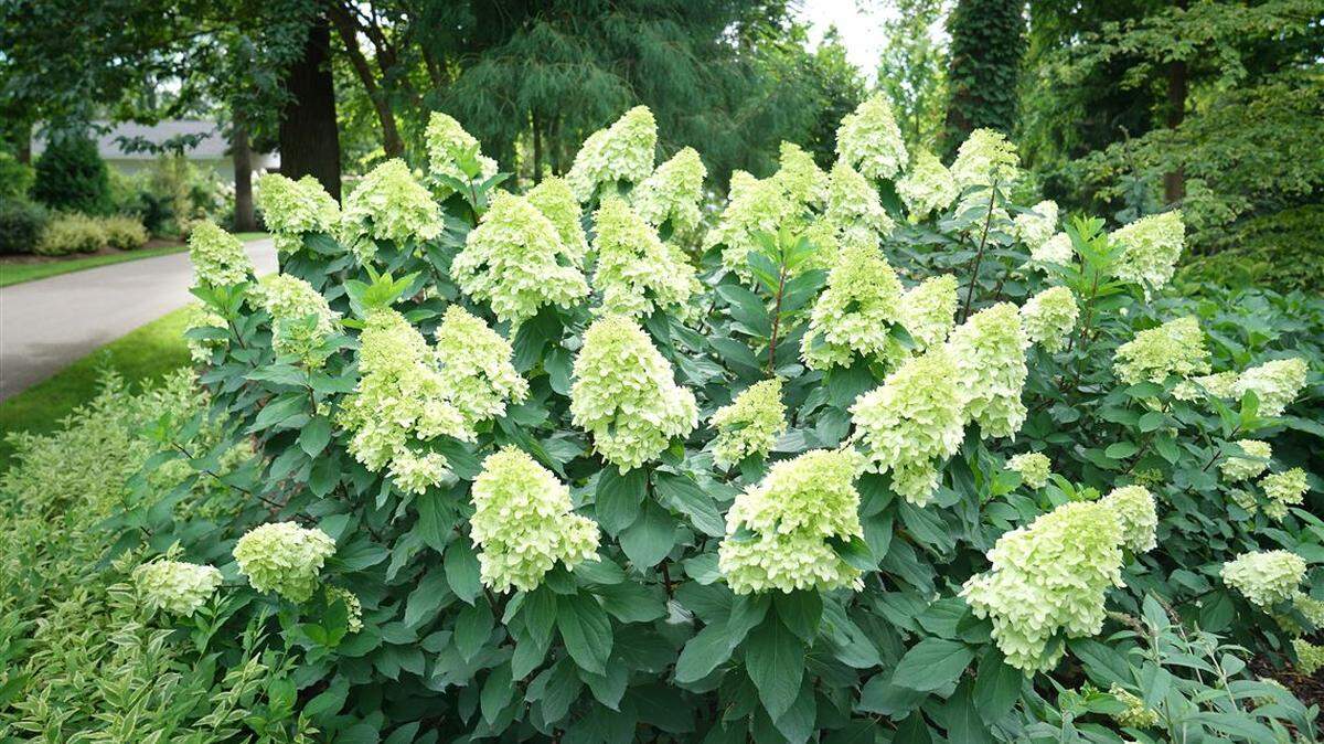 Panicle hydrangeas and mountain hydrangeas will take full sun and come in a variety of forms.