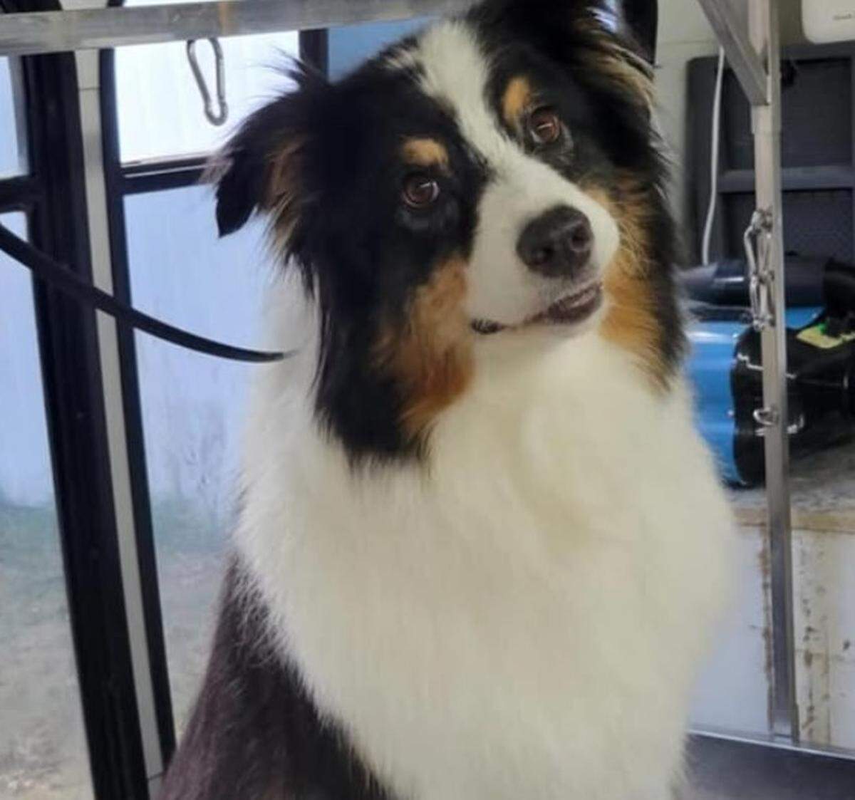 A satisfied customer at Oly Grooming Co.