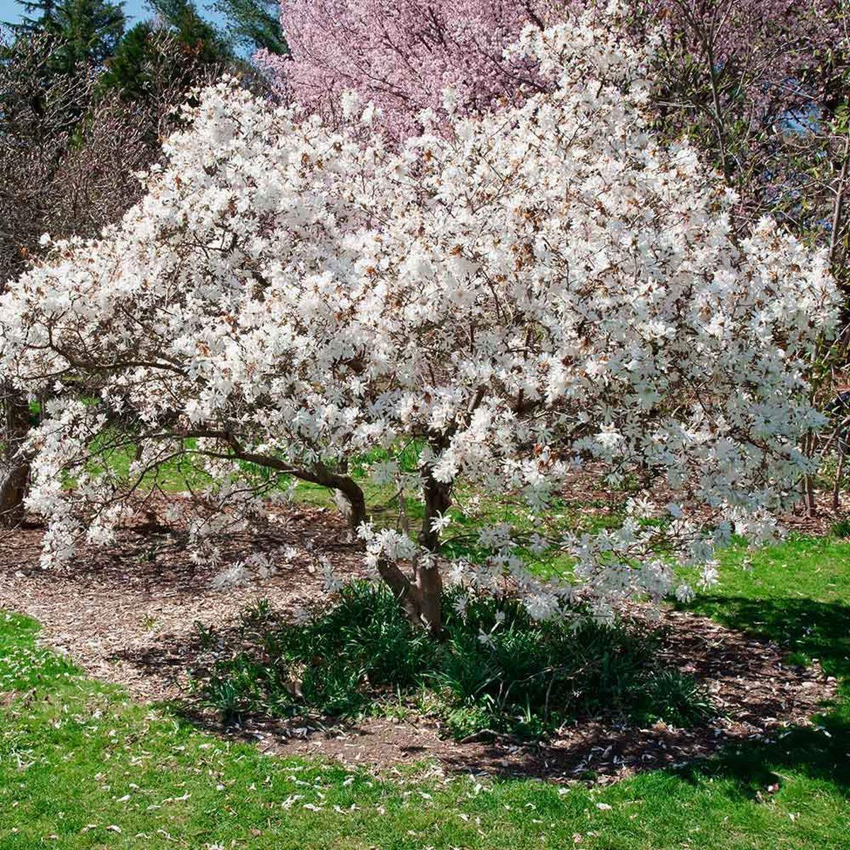Star magnolias should be pruned after blooming. This usually means late April.