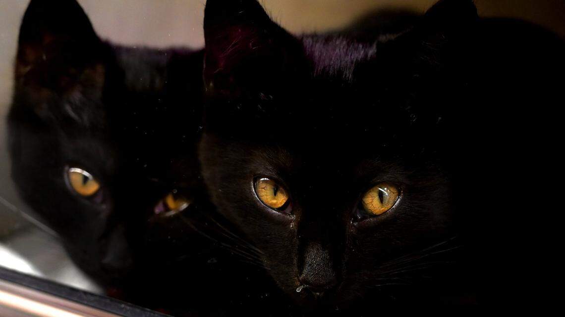 Have an outdoor cat? Watch for signs of distemper, after contagious cat reported