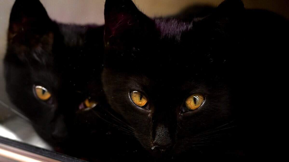 Two black cats with golden eyes