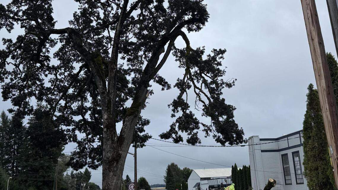 Thousands of Thurston County residents lose power due to windy conditions