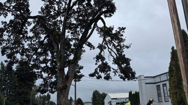 Thousands of Thurston County residents lose power due to windy conditions