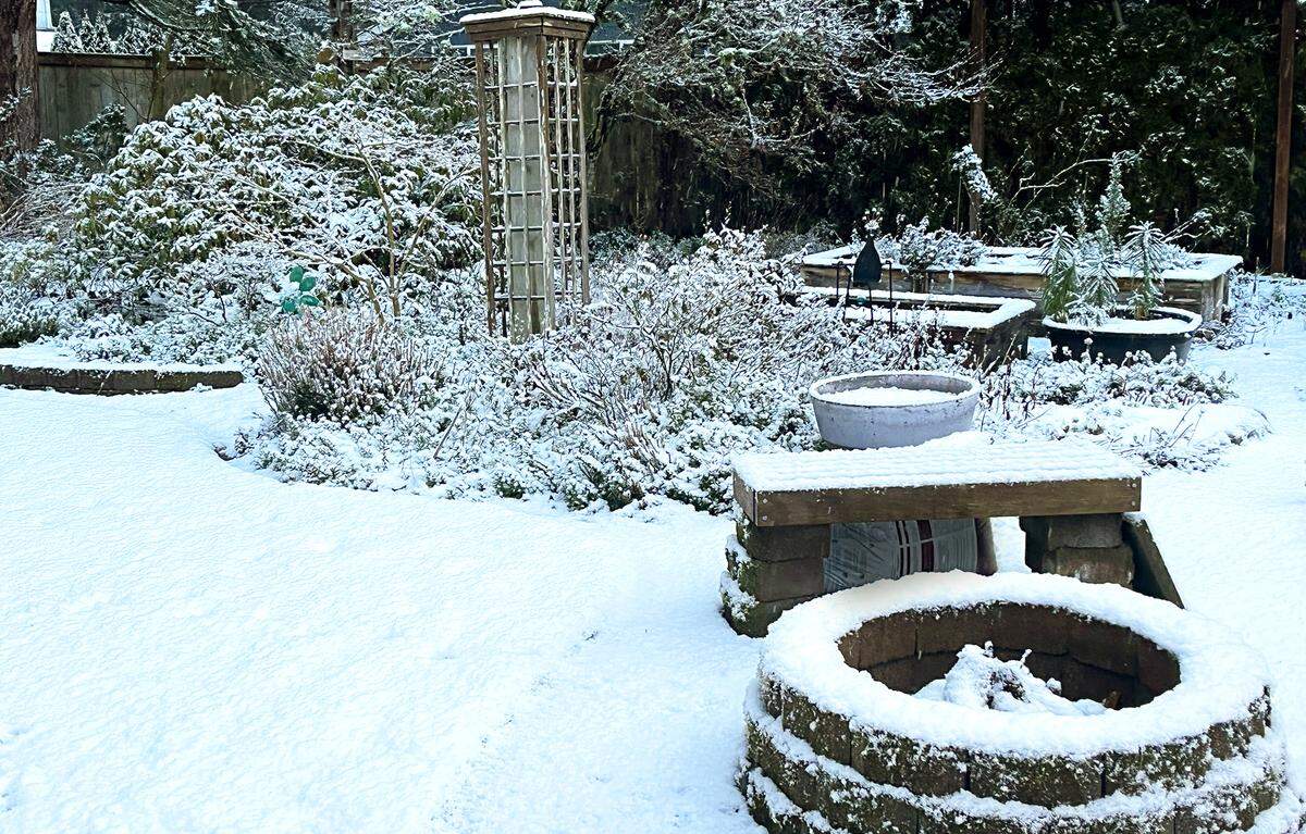 South country residents including Rainier woke up to a fresh covering of over night snow Monday morning