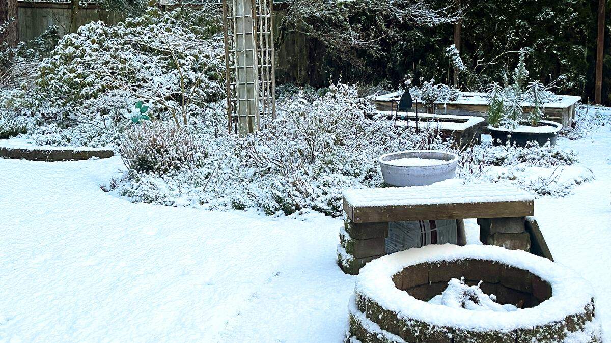 South country residents including Rainier woke up to a fresh covering of over night snow Monday morning