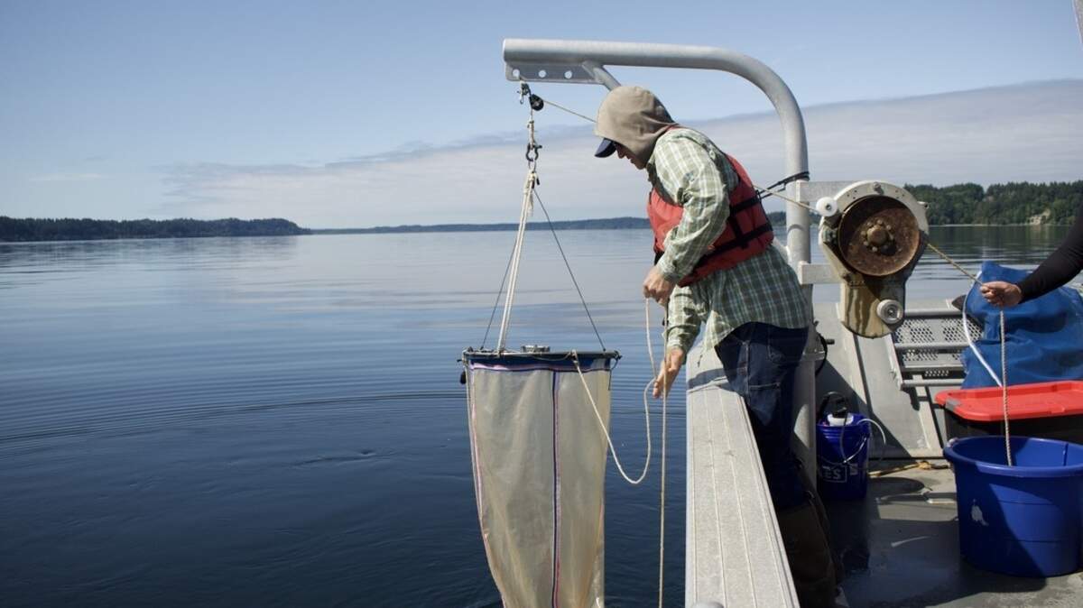 Person using rope to raise a net from water into a boat.