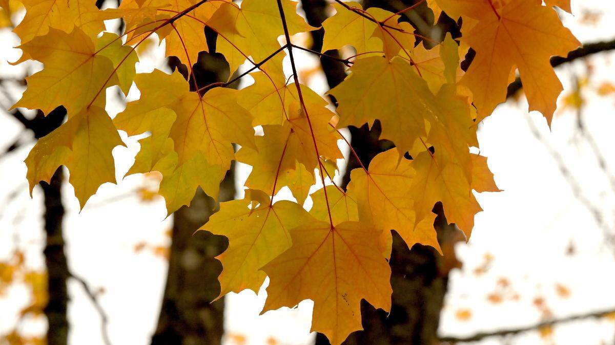 The fall colors are pretty, but get ready for some colder overnight and morning temperatures in Olympia this weekend.