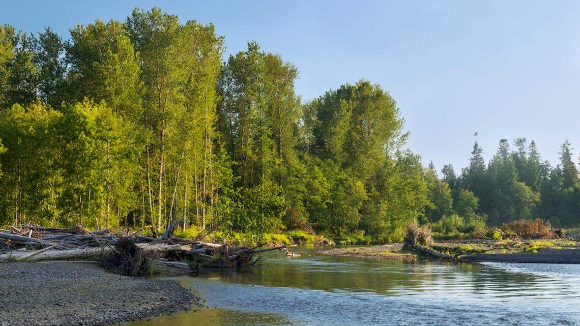 The Nisqually Land Trust, a non-profit conservancy organization, announced a $1.2 million property purchase of this stretch of the river Dec. 15. It covers 174 acres of floodplain and upland forest, including habitat for five species of native Pacific salmon, in the river’s Wilcox Reach along the Pierce County side of the river above Yelm.