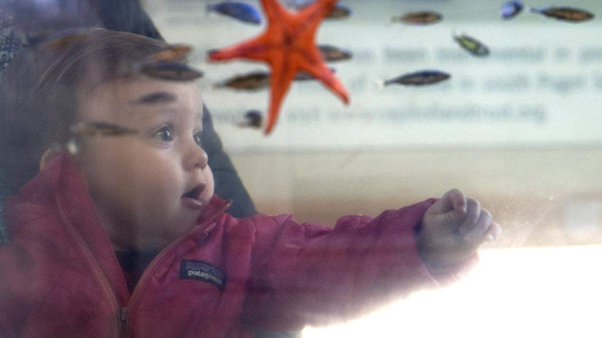 One-year-old Lennon Blankenship gets a look at the undersea life on display as she tours the Estuarium in downtown Olympia during the Turn of the Tides Festival on Saturday, Dec. 19, 2015.
