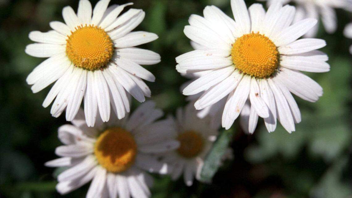 Adding mulch now helps rhodies, azaleas and hydrangeas tolerate summer’s dry spells