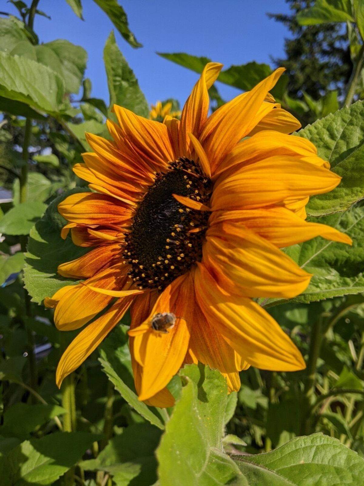Rutledge Family Farm will host their annual Sunflower Festival, starting Aug. 17 and running through Sept. 2 on select dates.