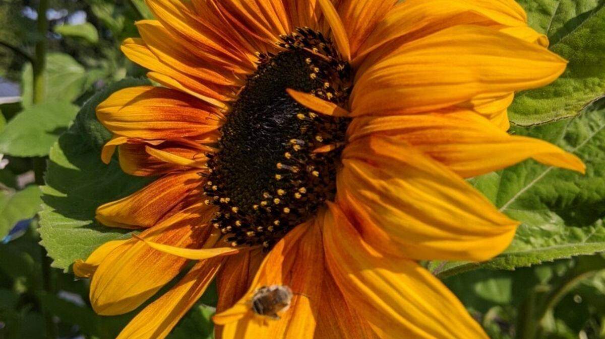 Rutledge Family Farm will host their annual Sunflower Festival, starting Aug. 17 and running through Sept. 2 on select dates.