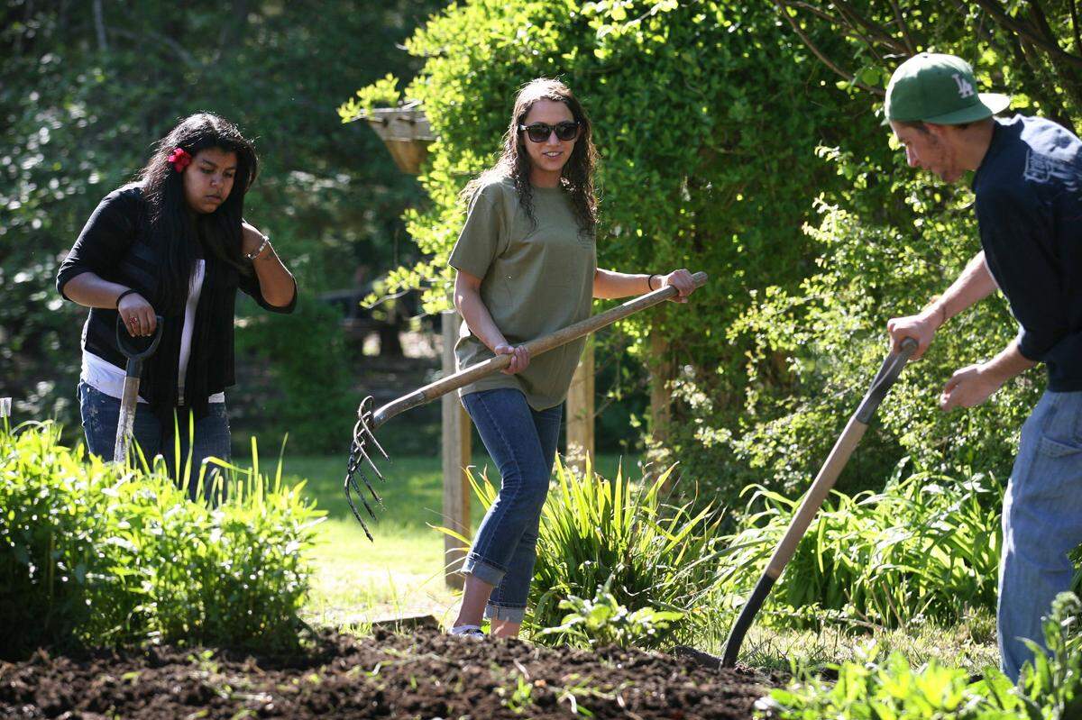 Cultivating Youth graduates (from left) Alma Barragan of Olympia, Tasha Buck of Lacey and Ariel Field-Borodin of Olympia prepare beds for planting at the GRuB garden in west Olympia on May 18, 2011. Barragan, 18, is a senior at Olympia High School. Buck, 17, is a graduate of New Market Skills Center. Field-Borodin, 16, is a student at Capital High, New Market and also takes online courses. (Tony Overman/Staff Photographer)