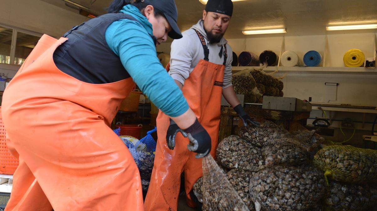 Enriqueta Hernandez and Aniceto Vazquez Leonardo work loading incoming oysters for order processing on April 16, 2024, at Chelsea Farms, near Steamboat Island.