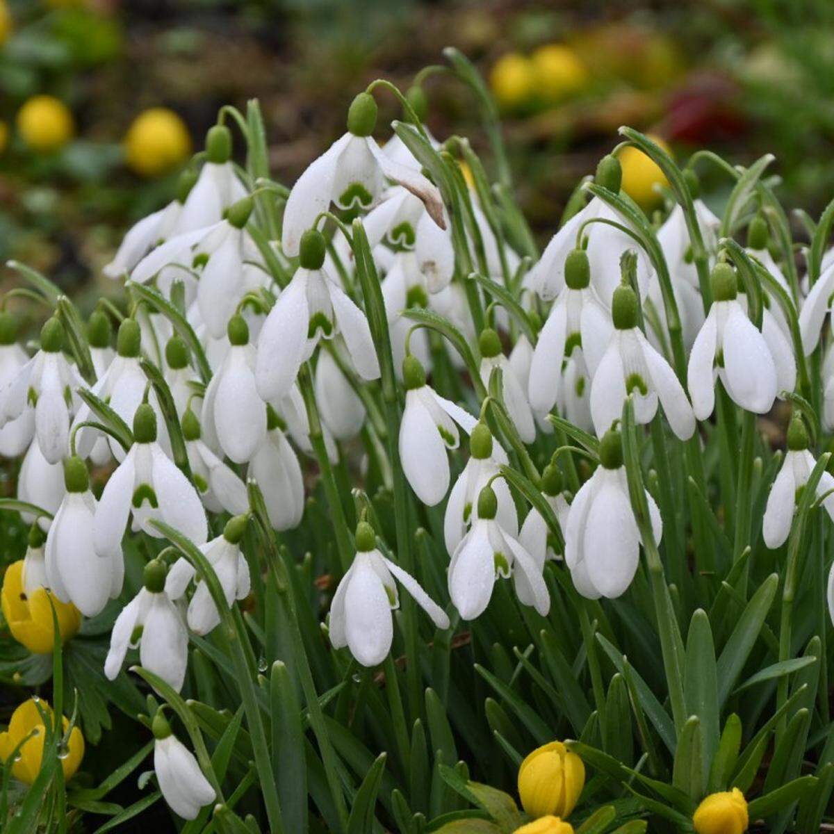 Snowdrops (galanthus) are the earliest to bulbs to bloom in Western Washington gardens and are deer- and rodent-proof bulbs.&nbsp;
