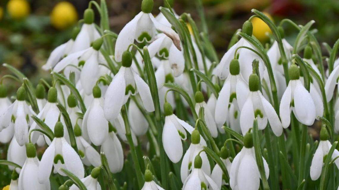 Get ready for the first blooms of spring — and the Northwest Flower and Garden Show