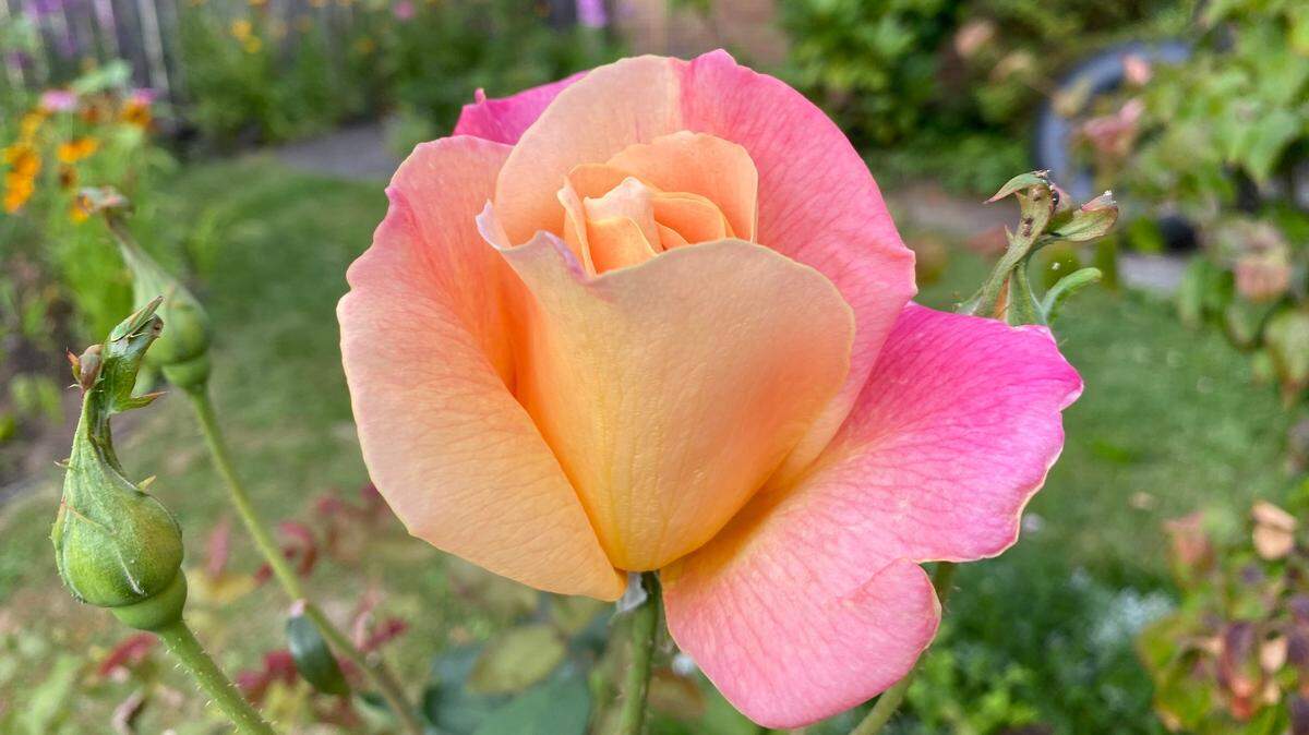To grow roses in Western Washington, you need to respect the needs of America’s favorite flower.