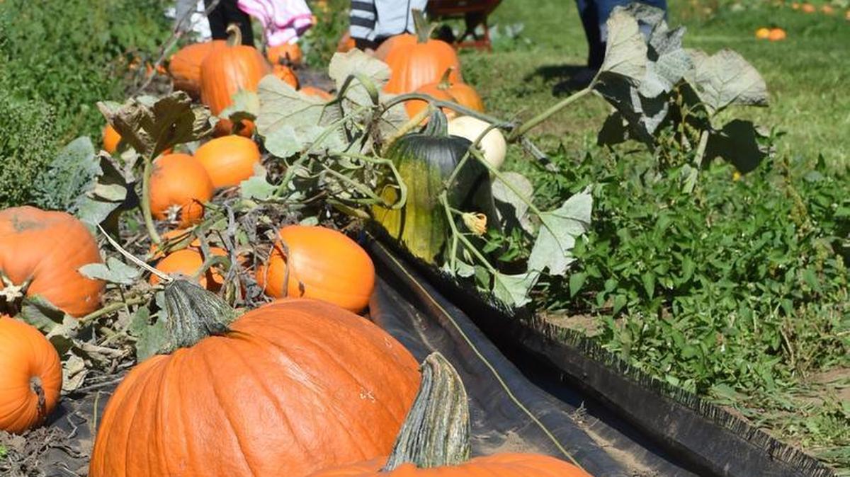 Grab pumpkins and apple fritters at Lattin’s Country Cider Mill and Farm this weekend.