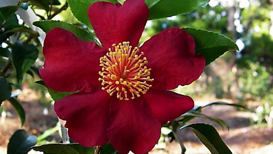 Ring in the New Year by adding a new winter-blooming camellia to your garden